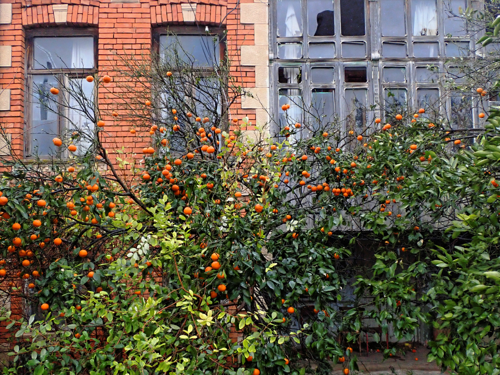 Drzewko pomarańczowe w opuszczonym ogrodzie w Kutaisi, Gruzja