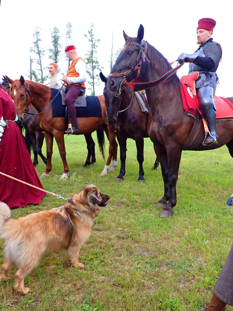 II manewry wojsk zaciężnych Jagiellończyka, stadnina Patataj, Kanie, Polska /fot. Mieczysław Pawłowicz the readers of Hound and Horse should be delighted :)