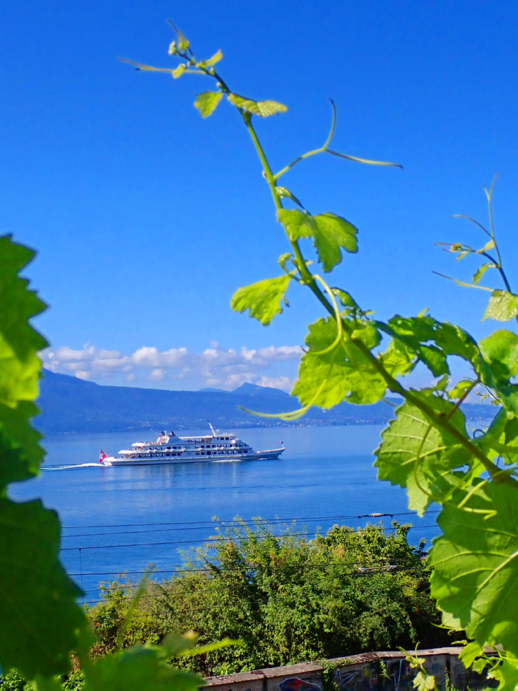 Jezioro Genewskie, Lavaux, Szwajcaria