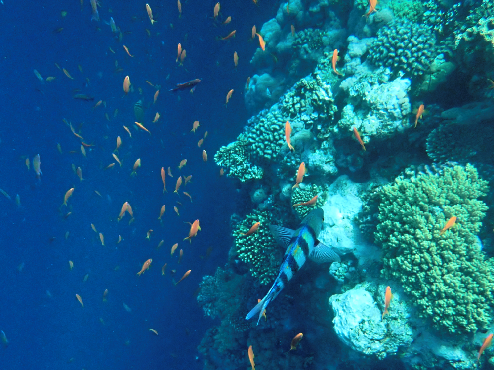 Snurkowanie w Dahab, Blue Hole, Egipt. Fot Mieczysław Pawlowicz