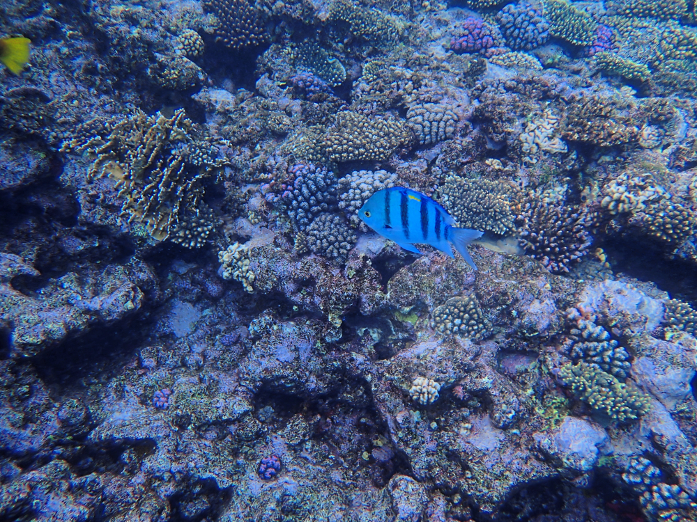 Snurkowanie w Dahab, Blue Hole, Egipt. Fot Mieczysław Pawlowicz