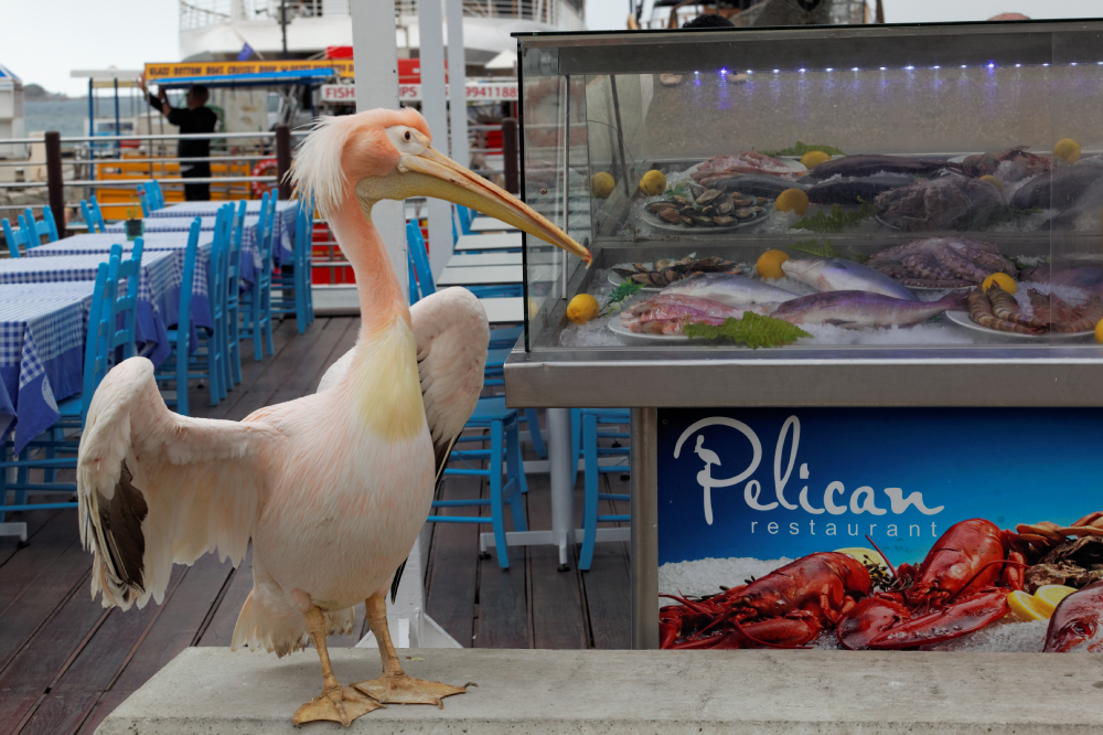 Pelikan, Pafos, Stare miasto, Bezpieczny Cypr, fot. Mieczysław Pawłowicz