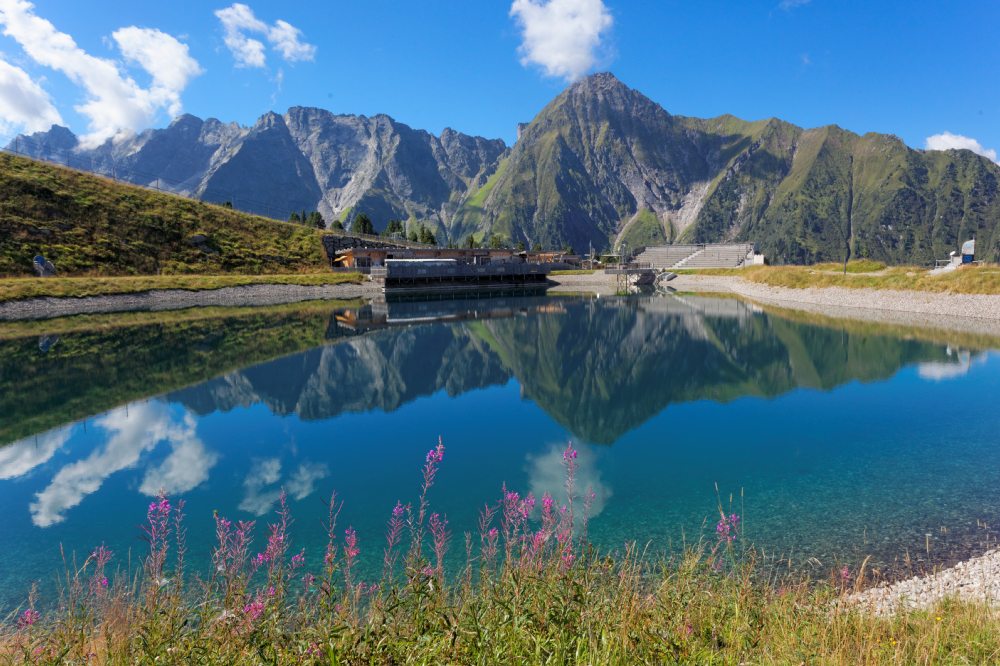Ahorn, Adler, Zillertal Austria